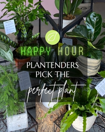 Happy Hour Plant Plant