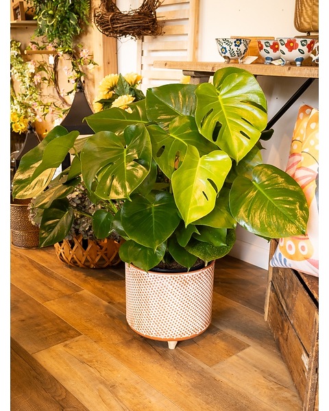 Monstera Plant in Tin Container in Washington IN - Myers Flower Shop