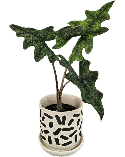 philodendron domesticum siam sunrise Philodendron thai sunrise (young plant)