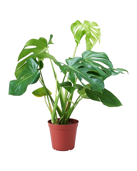 philodendron red velvet Philodendron Micans (Velvet Leaf Philodendron)