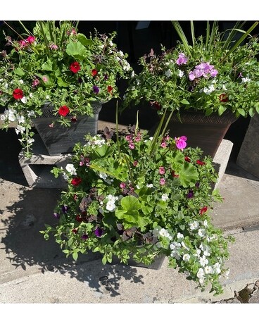 Summer Planter Plant