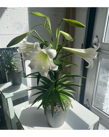 Potted Easter Lilies Plant