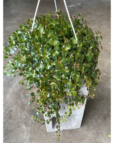 Hanging Pilea Kiereweed 7