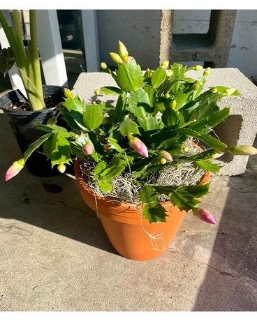 Christmas Cactus Plant