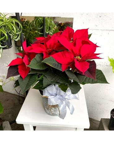 Medium Poinsettia Plant