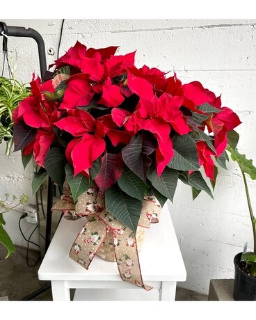 Large Poinsettia Plant