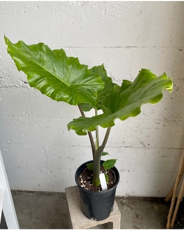 Alocasia Tyrion Plant