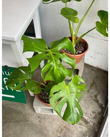 Monstera Plant