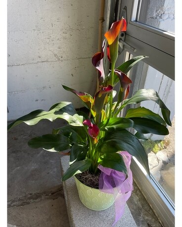 Potted Calla Lily Flower Arrangement