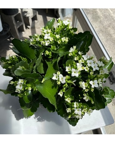 Kalanchoe Plant Flower Arrangement