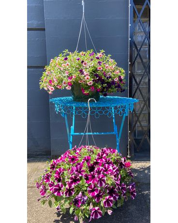 Hanging outdoor Basket (Color Will Vary) Plant