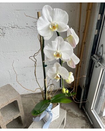 Phalaenopsis Orchid Plant Flower Arrangement