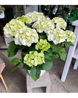 Potted Hydrangea Flower Arrangement