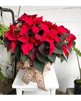 Large Poinsettia Plant