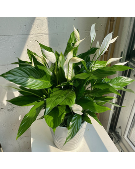 Spathiphyllum - Large Flower Arrangement