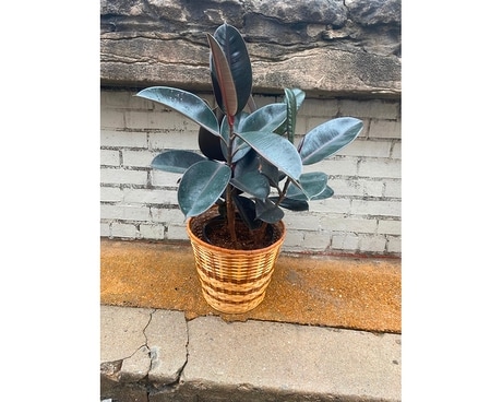 Rubber Plant Plant