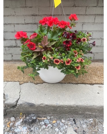 Amish Hanging Basket - Standard Plant