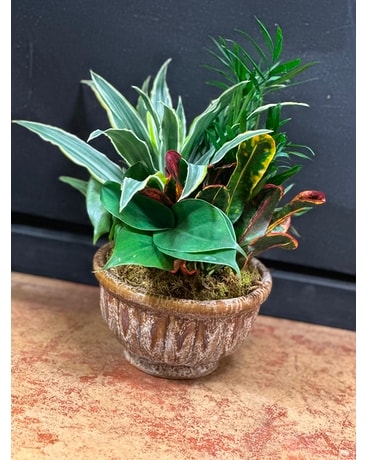 Small Dish Garden Plant