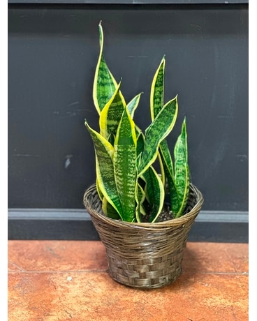 Sansevieria Superba Plant