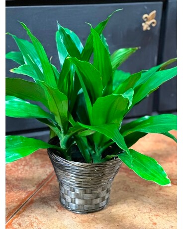 Janet Craig Dracena Plant
