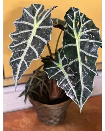 Alocasia African Mask Plant