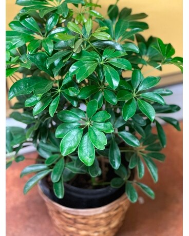 Arboricola Plant