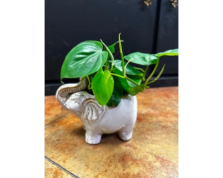 Philodendron in Ceramic Elephant Plant