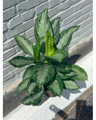 Silver Bay Aglaonema in basket Plant
