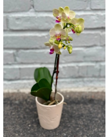 Petite Orchid Plant Plant