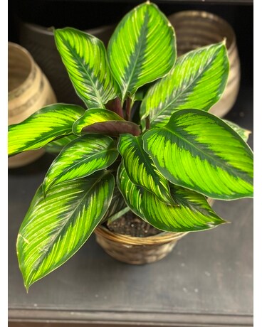 Calathea Beauty Star Plant