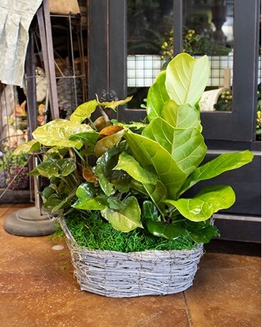 Green Plant Basket Plant