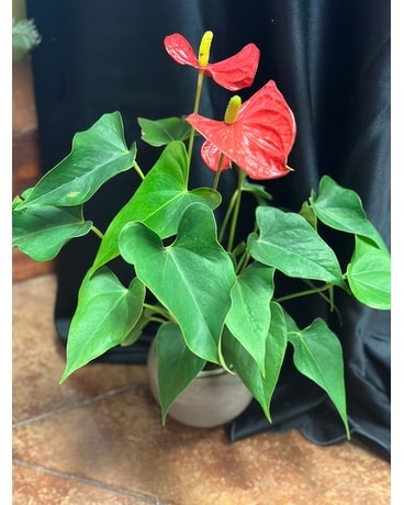 Red Antherium Plant