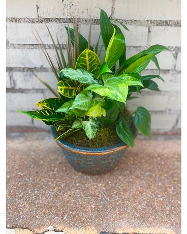 Medium  Dish Garden Plant