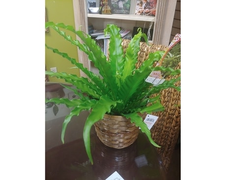 birds nest fern Plant