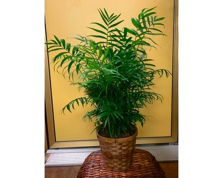 6 inch Palm Plant