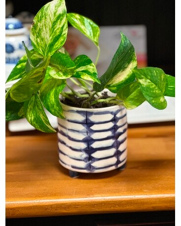 Petite Golden Pothos Plant