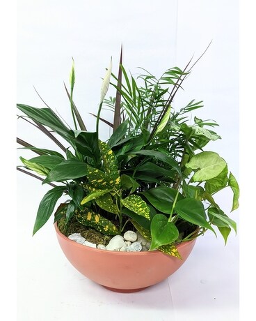 Terra Cotta Bowl Garden Dish Dish Garden Plant