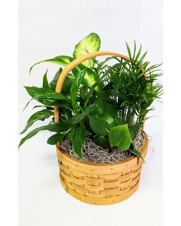 Small Basket Garden Dish Garden Plant