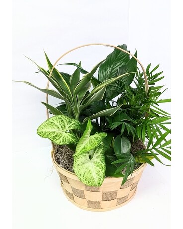 Medium Basket Garden Dish Garden Plant