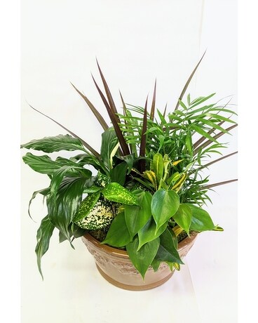 Medium Ceramic Garden Dish Dish Garden Plant