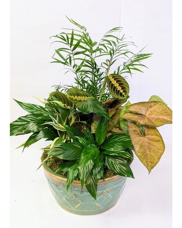 Large Ceramic Garden Dish Dish Garden Plant