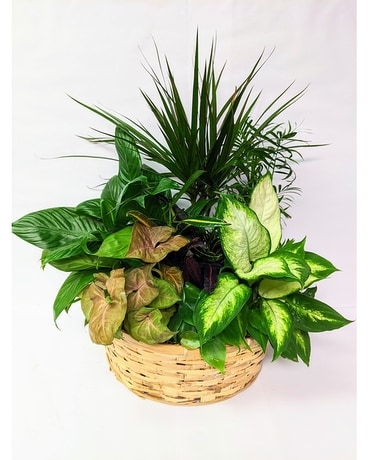 Extra Large Basket Garden Plant
