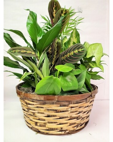 Large Basket Garden Plant