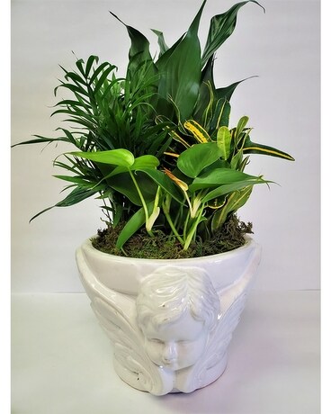 Cherub Garden Dish Plant