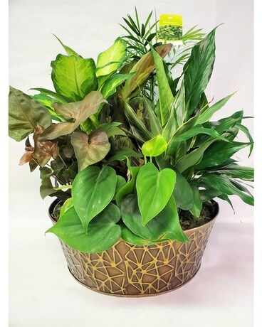 Tin Garden Dish Plant