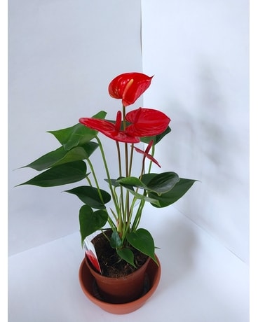 Potted Red Anthurium Plant