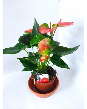 Potted Pink Anthurium Plant