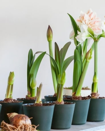Amaryllis Plant