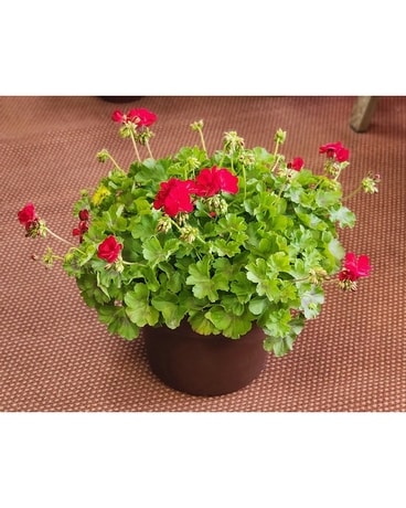 Outdoor Geranium Patio Pot Plant