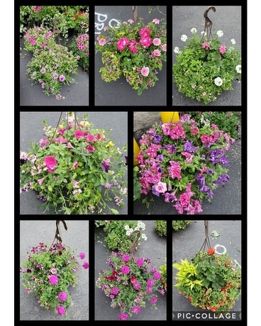 Outdoor Hanging Basket Plant